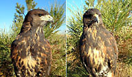 Young male Harris' Hawks