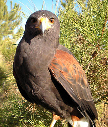 Mature male Harris' Hawk
